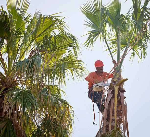 Best Best Tree Removal Services  in Tracyton, WA